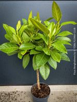 Ficus Benghalensis - 90x50cm Bäumchen für Dich