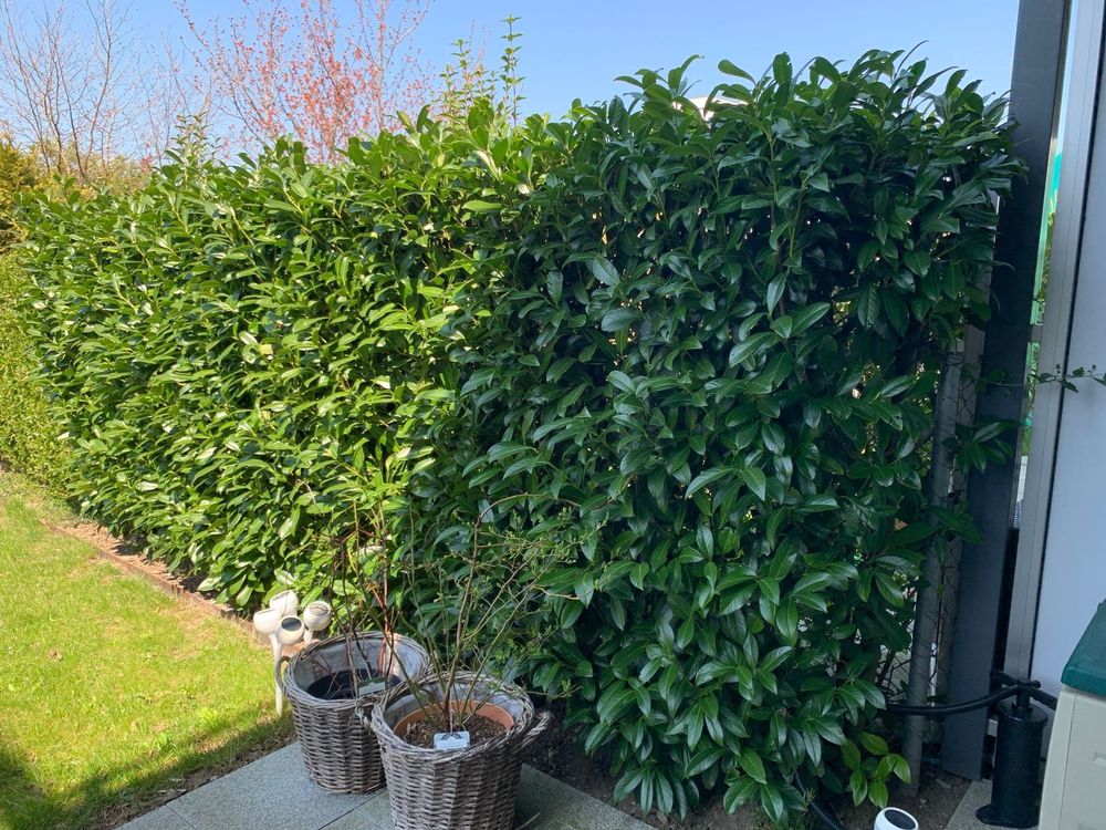 Kirschlorbeer Hecke Pflanzen Kaufen auf Ricardo
