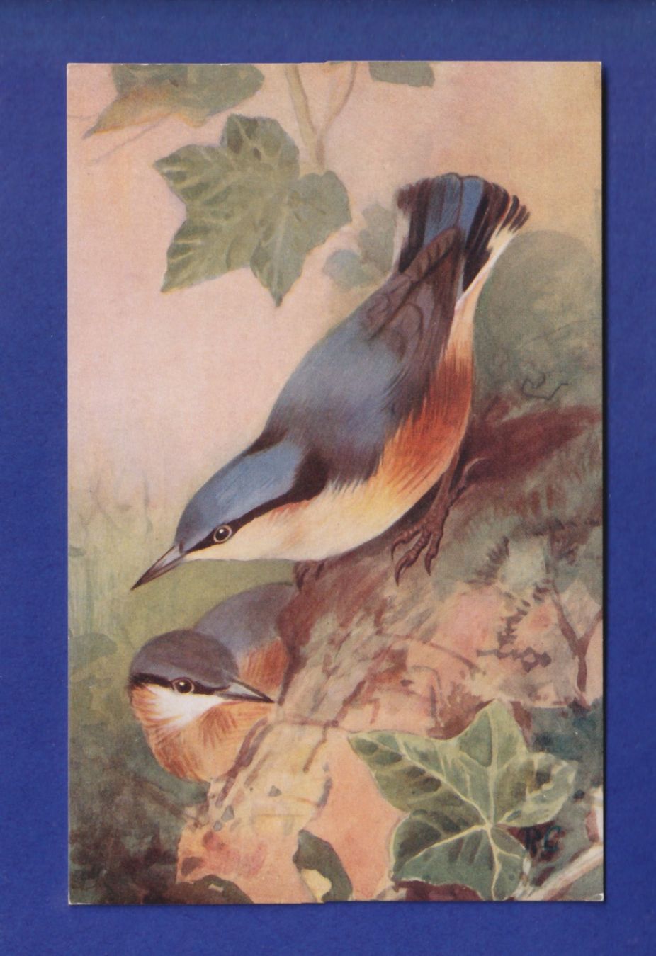 Cartes postales: OISEAU - Sittelle – D'occasion à Pully par nicecards-shop