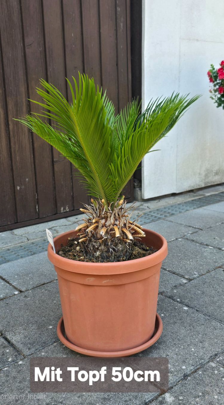 Pflanzen & Samen: Cycas revoluta – Gebraucht aus Aarburg von popkorn65