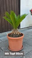 Cycas revoluta
