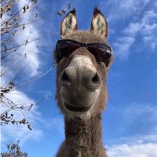 Profile image of nicoyls