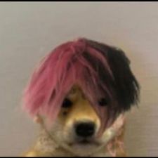 Profile image of shiba27