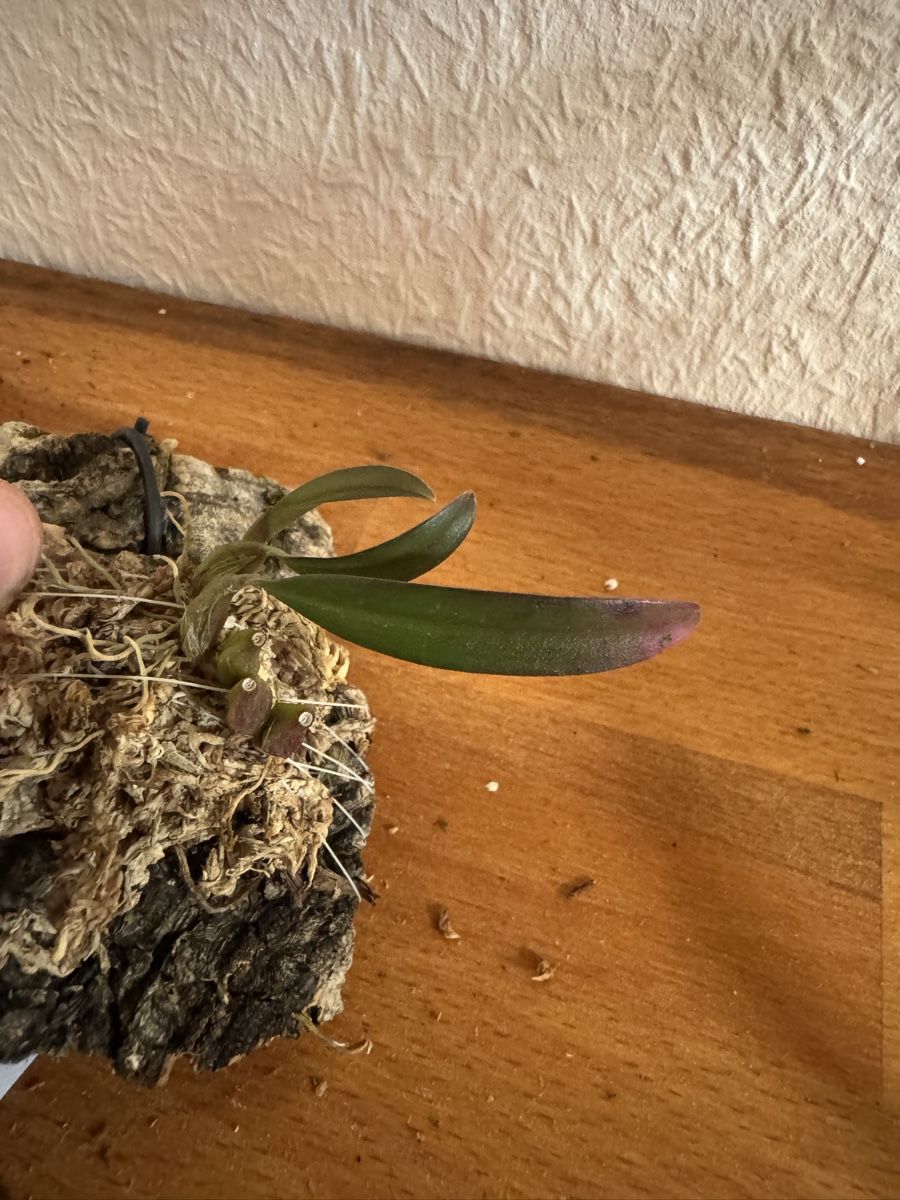 Pflanzen & Samen: Bulbophyllum fibratum – Gebraucht aus Männedorf von mrclst 1