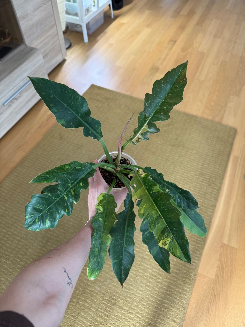 Plantes & graines: Philodendron Ring of Fire – D'occasion à Goldau par pflanzly
