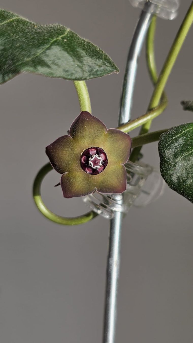 Pflanzen & Samen: Matelea cyclophylla – Neu (gemäss Beschreibung) aus St.Erhard von Plumilandschweiz