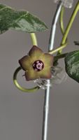 Matelea cyclophylla