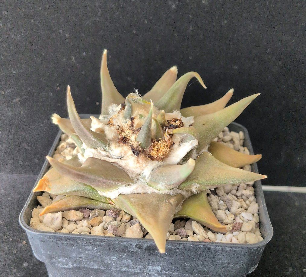 Plantes & graines: Ariocarpus confusus – D'occasion à Vuisternens-Romont par Cold_cactus