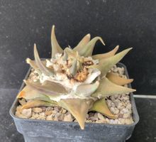 Ariocarpus confusus