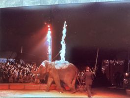 Circus Knie Foto 1983