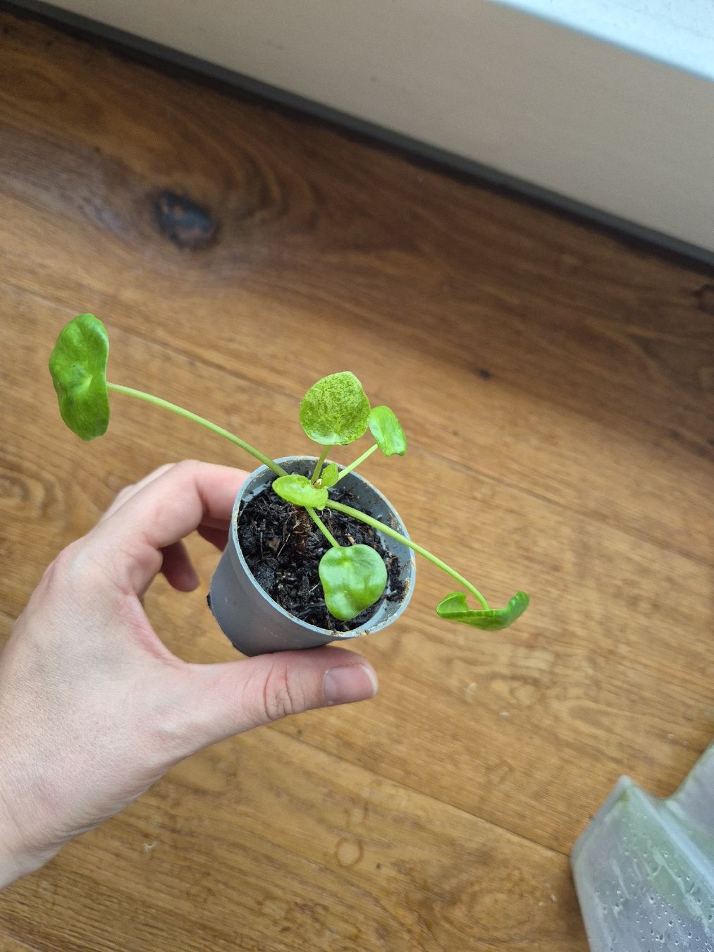 Piante & sementi: Pilea Mojito – Usato da Urtenen-Schönbühl venduto da Pflanzenherberge