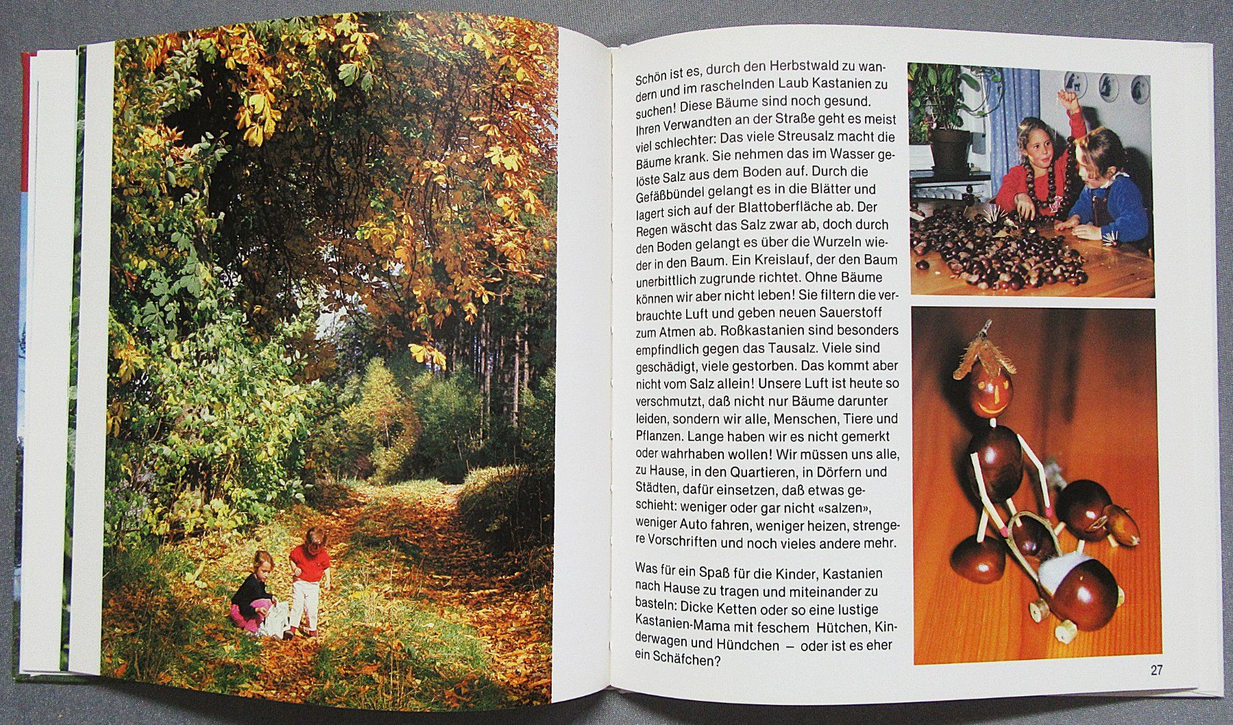 Libri: Der Kastanienbaum - Kindersachbuch – Usato da Auenstein venduto da Padabimbim 5