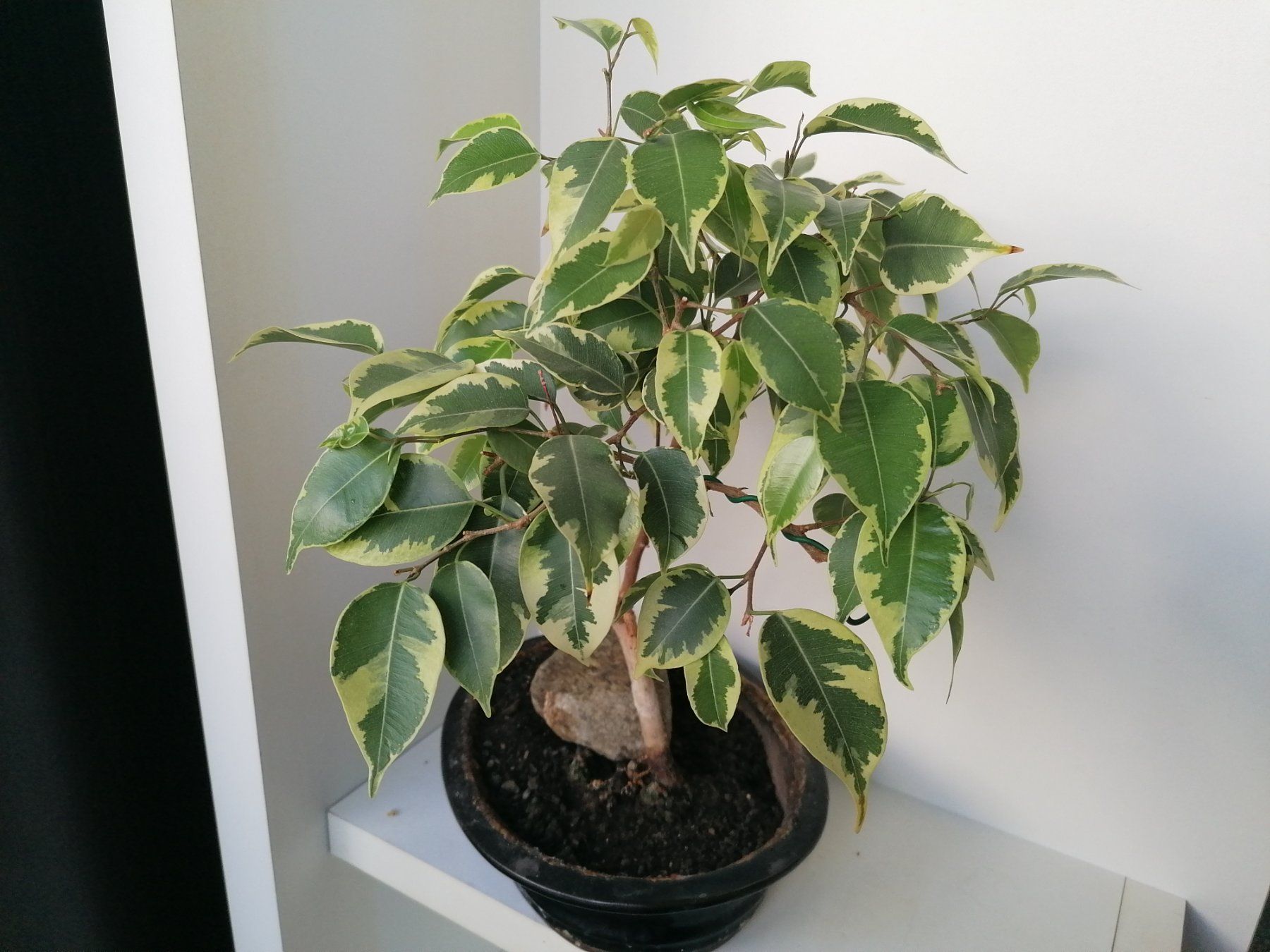 Pflanzen & Samen: FICUS – Gebraucht aus Onex von GenovaM 2