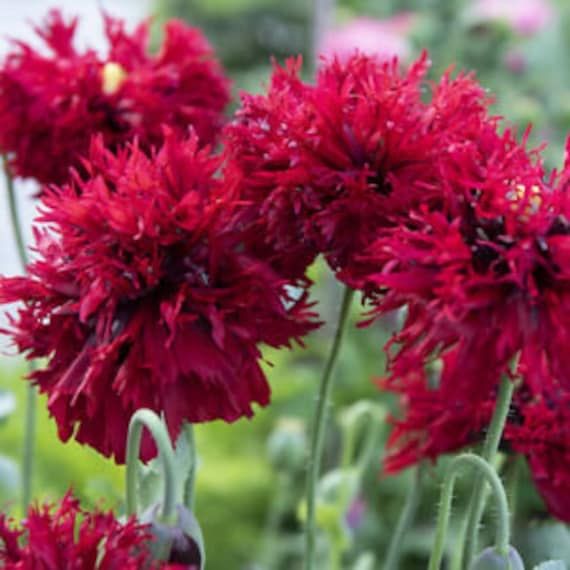 Piante & sementi: 500 Samen Mohn CRIMSON FEATHERS – Nuovo (secondo la descrizione) da Ehrendingen venduto da VerveinaSamen