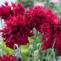 500 Samen Mohn CRIMSON FEATHERS