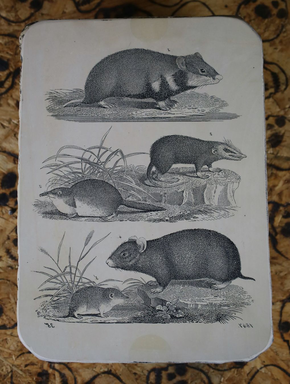 Grafiken & Lithographien: Lithographiestein "Hamster, Schlitzrüssler, Spitzmaus" – Gebraucht aus Birrwil von brandschatz_birrwil 1