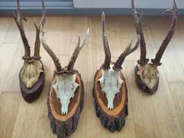 Rehbock Jagdtrophäen (4 Stk.)