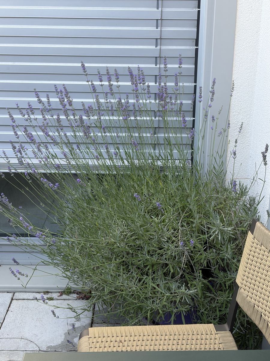 Plantes & graines: Plum tree, cherry tree , maple, lavander – D'occasion à Zürich par sal_rx2q 3