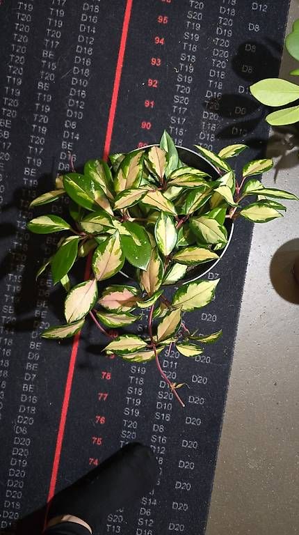 Piante & sementi: Hoya Carnosa Tricolor Stecklinge  – Usato da Arbon venduto da Elena....