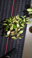 Hoya Carnosa Tricolor Stecklinge 
