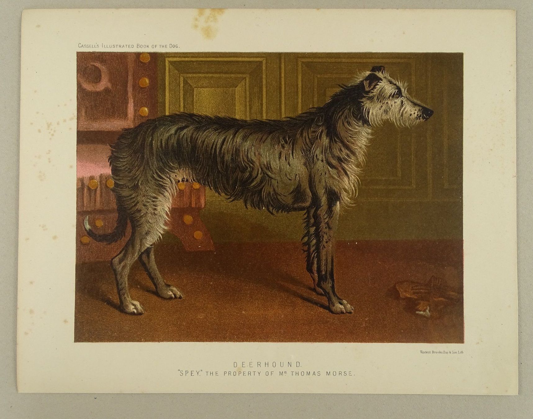 Incisioni: DEERHOUND, HIRSCHHUND, FARBLITHOGRAPHIE 1881 – Usato da Grüningen venduto da Kartensammler 1