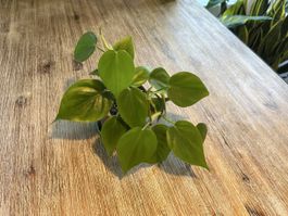 Philodendron Heartleaf💚🪴