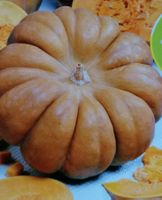 KÜRBIS "Muscade de Provence" - Courge Céante - 7 Samen