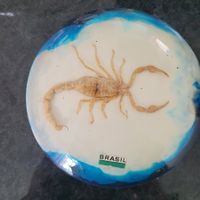 Skorpion echt in Kunstharz aus Brasilien