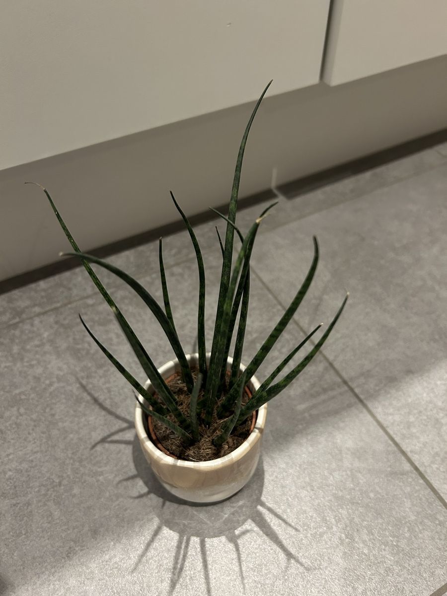 Pflanzen & Samen: Zimmerpflanze Sansevieria Mikado – Gebraucht aus Regensdorf von adr_95f5 3