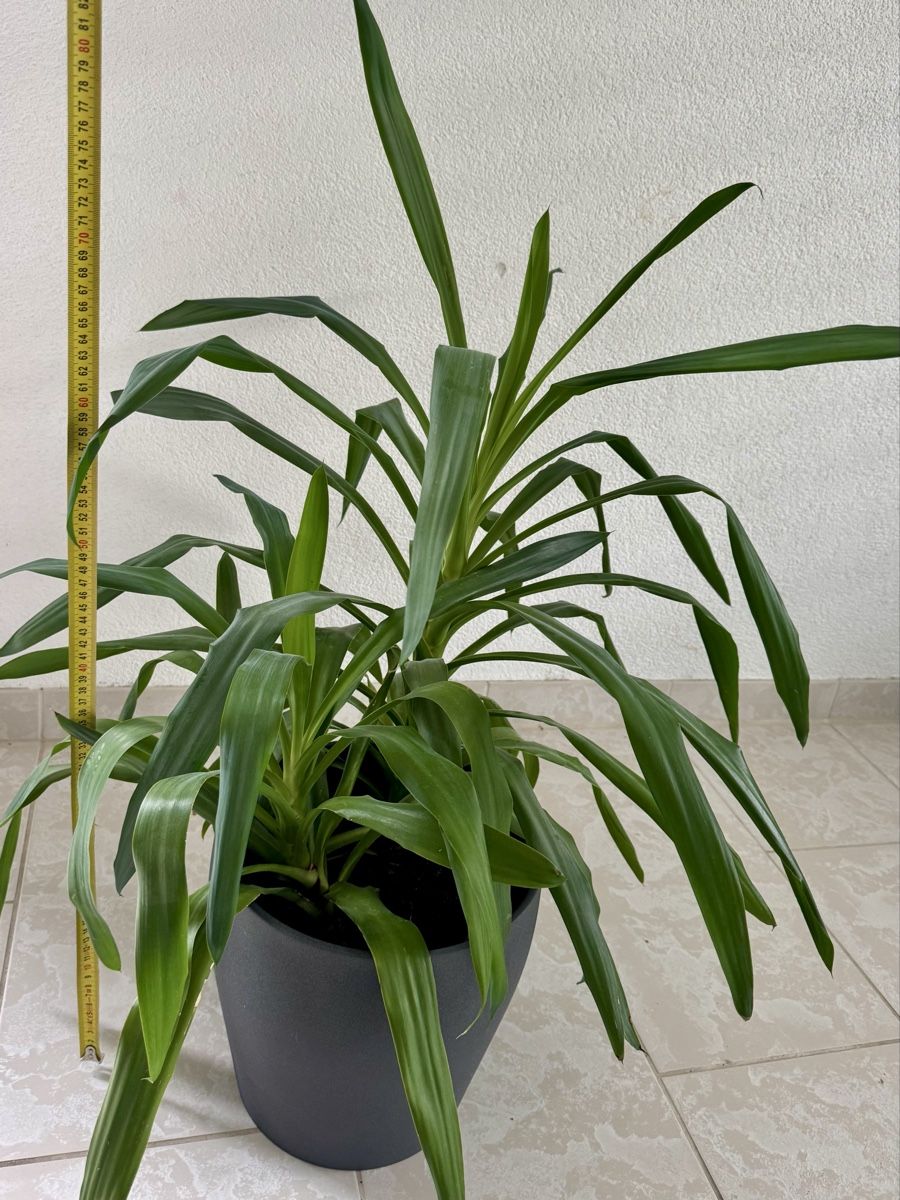 Piante & sementi: Yucca plant- 2 plants in one pot – Usato da Bülach venduto da Bloom_Witch 1