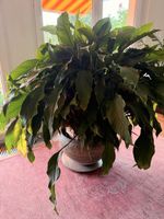 Imposantes, riesiges Einblatt (Spathiphyllum)–ca. 120cm hoch