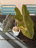 Alocasia Pseudo Sanderiana Aurea Variegata 🪴