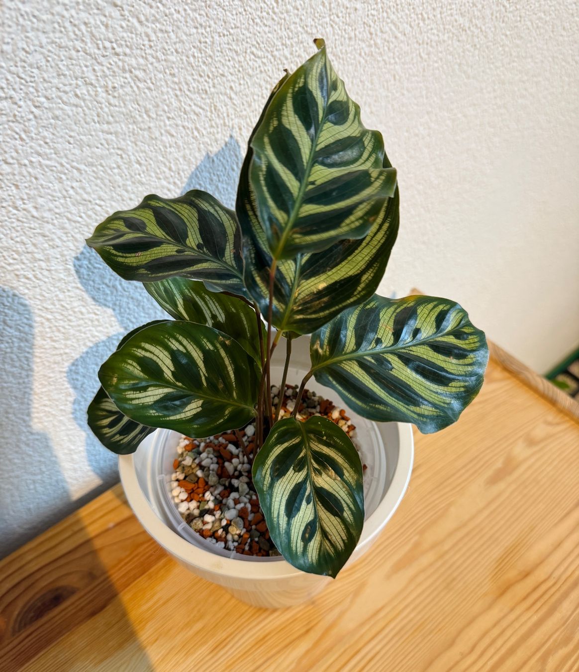 Piante & sementi: Calathea Makoyana (Nr. 4) – Usato da Wald ZH venduto da 2kndPlant 1