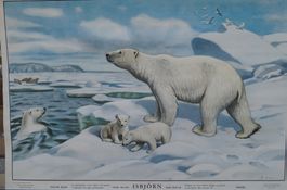 Schulwandbild „Eisbär“ – Gunnar Saietz, Stockholm