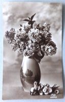 Bouquet de lilas