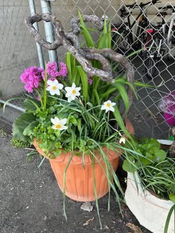 Piante & sementi: Blumen im Topf  – Usato da Frauenfeld venduto da Irene.Schuppli