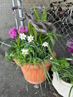 Blumen im Topf 