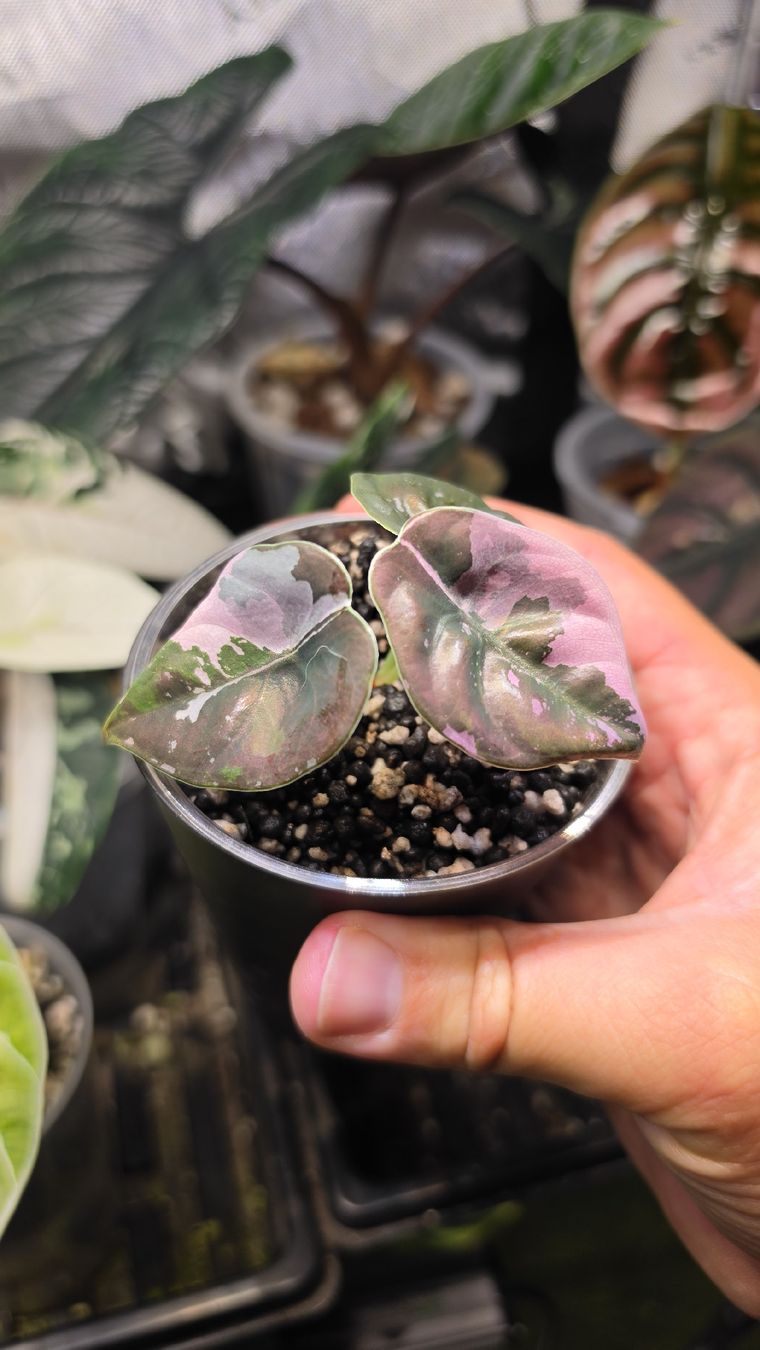 Piante & sementi: Alocasia Cuprea Nom Yen pink – Nuovo (secondo la descrizione) da Märstetten venduto da PatGomes 1