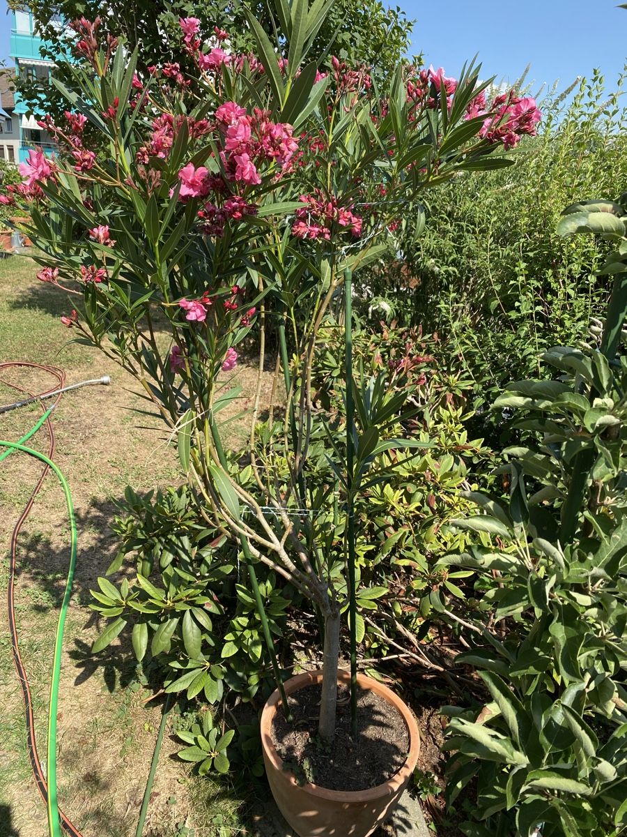 Piante & sementi: Hochstamm-Oleander pink – Usato da Hünenberg venduto da a.u.849 6