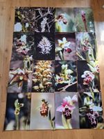 16 Fotografien Orchideen 