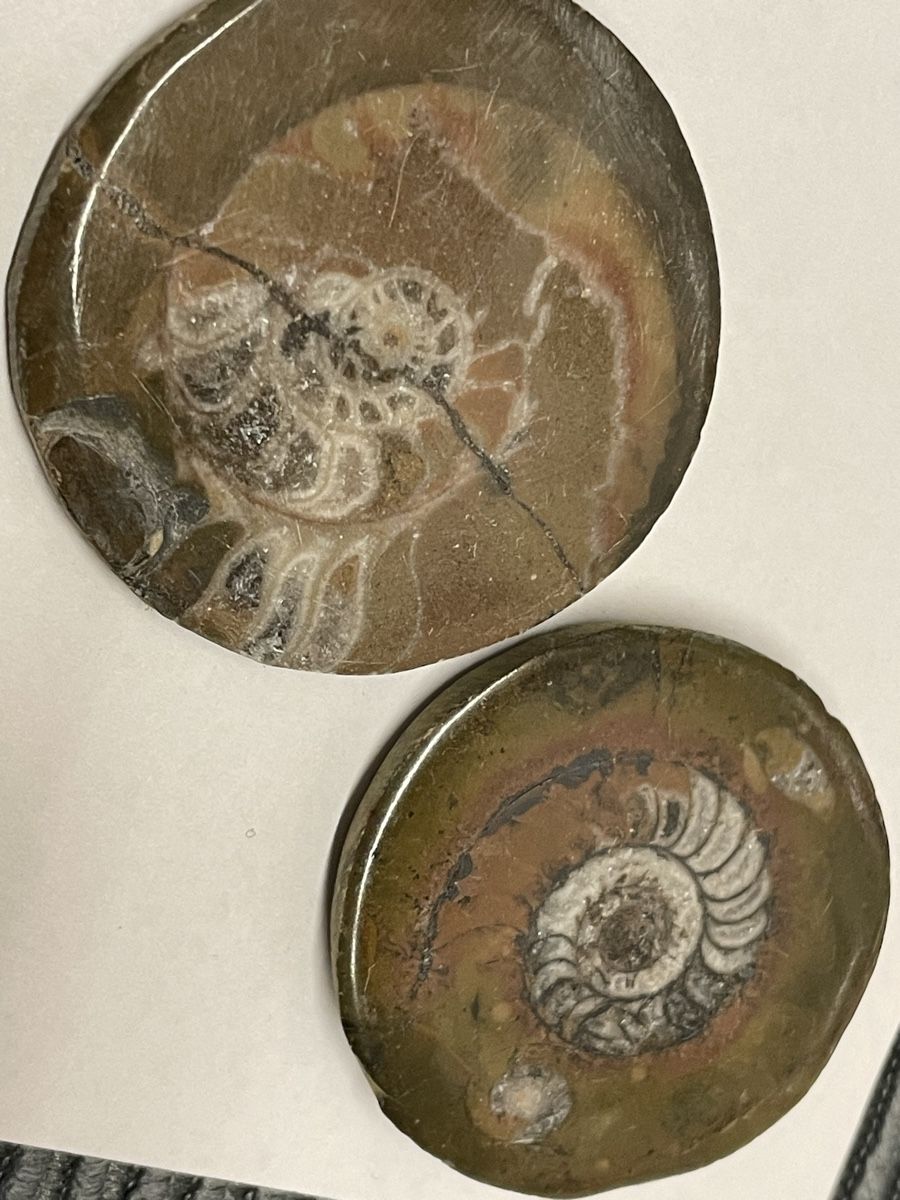 Fossilien: Ammonit Stein – Gebraucht aus Rümlang von euqinom16 1