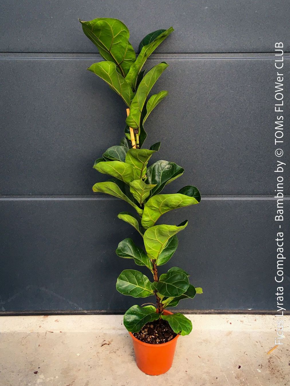 Plantes & graines: Ficus Lyrata Compacta Bambino - stylisches 120cm Bäumchen – Neuf avec emballage d'origine à Adliswil par astom369 4