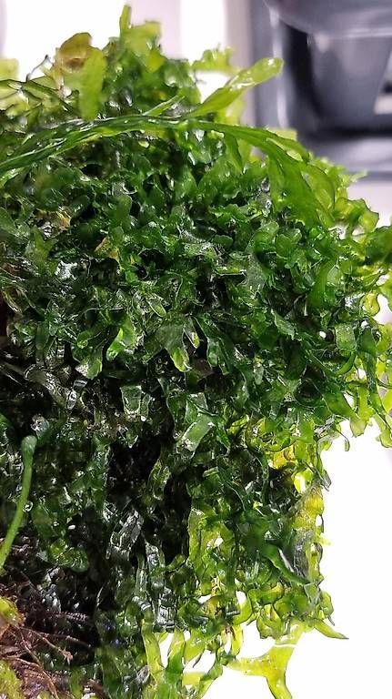 Pflanzen & Samen: Microsorum pteropus 'Prothallium' auch bekannt als Wave Moos – Gebraucht aus Schwyz von zpm3atlantis