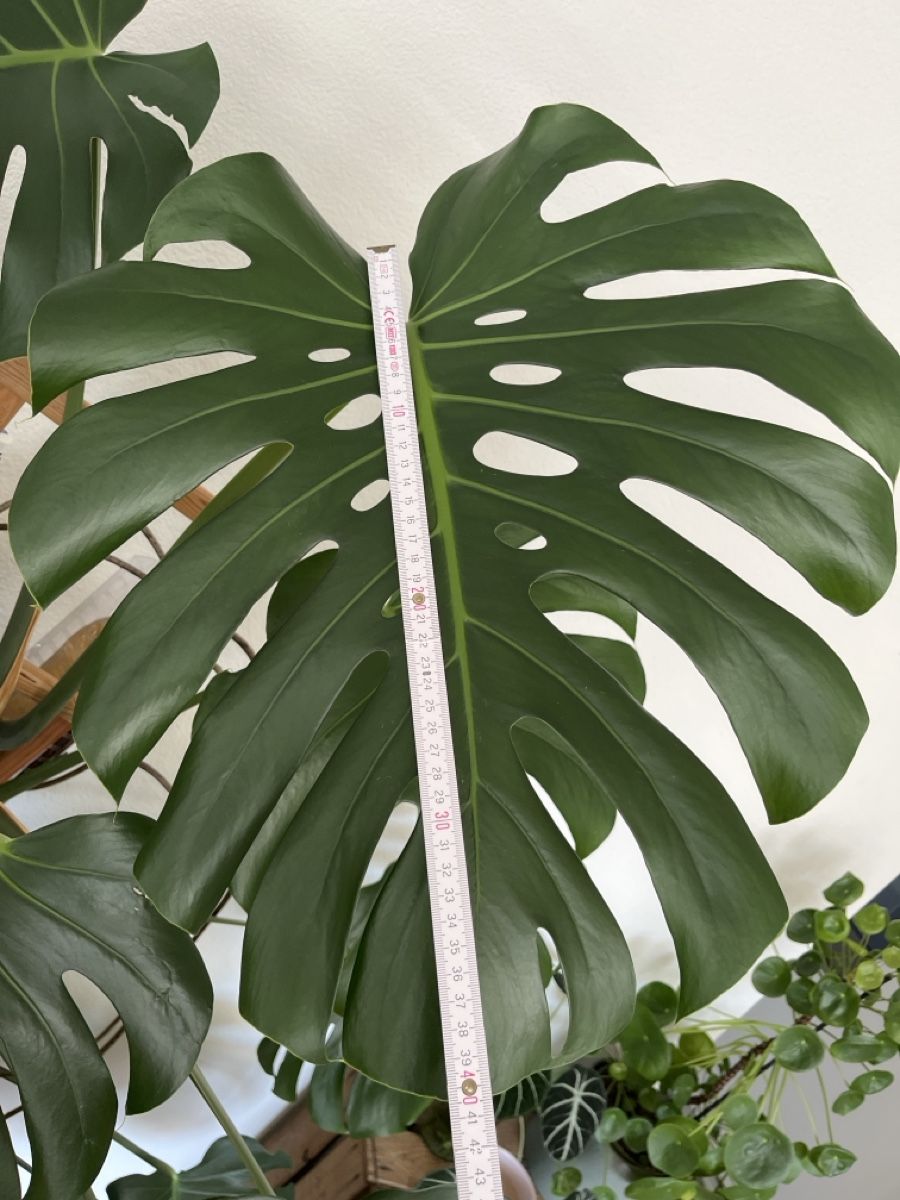 Pflanzen & Samen: XXL Monstera deliciosa – Gebraucht aus St. Gallen von ste_k7tp 5
