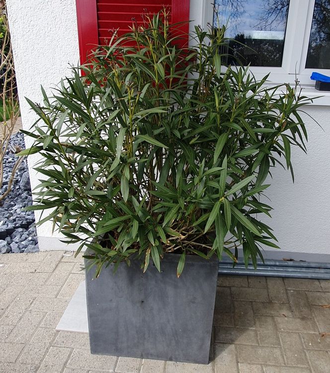 griechischer Oleander in weiss mit Topf | Kaufen auf Ricardo