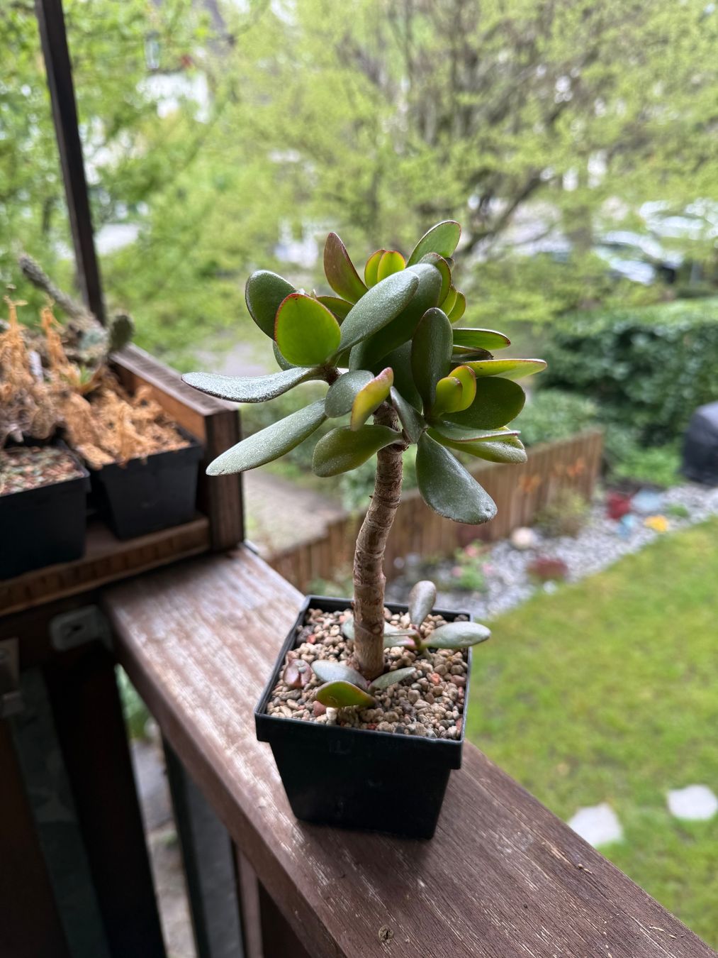 Piante & sementi: Crassula ovata – Usato da Rorbas venduto da SimS0n 1