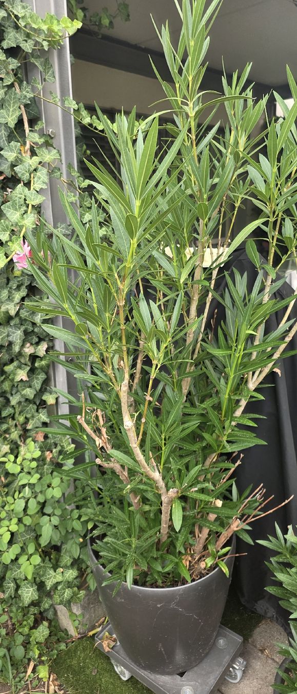 Pflanzen & Samen: Oleander Pflanze rosa blühend Topf ca. 140cm hoch – Gebraucht aus Riedikon von Winter21. 1