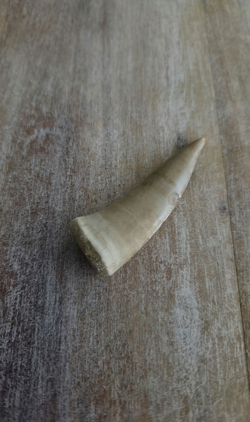 Fossili: Enchodus Libycus zahn 5,5 cm – Usato da Villmergen venduto da Ero77 2