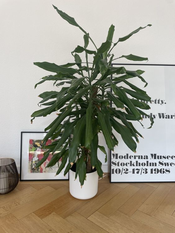 Zimmerpflanze Kaufen auf Ricardo