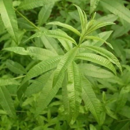 Piante & sementi: Verveine Citronnelle 20cm – Nuovo (secondo la descrizione) da Bremblens venduto da FIBONACCI369 1